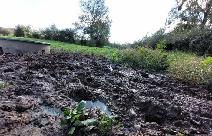 Una granja en peligro tras las inundaciones