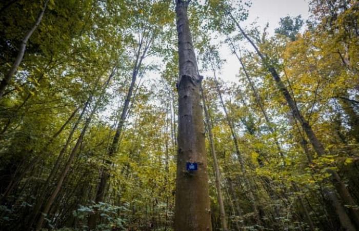 El estado de los bosques en Francia se está deteriorando debido al calentamiento global