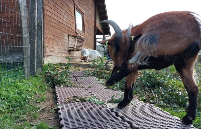 Una granja en peligro tras las inundaciones