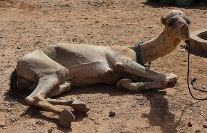 En Marruecos, una misteriosa enfermedad diezma a los camellos