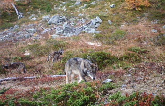 La política suiza de regulación del lobo criticada por la oficina del Convenio de Berna