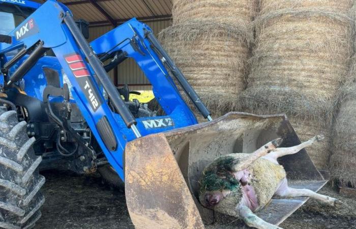 Nuevo ataque de lobo en Mélecey, en Alto Saona: ocho ovejas fueron asesinadas