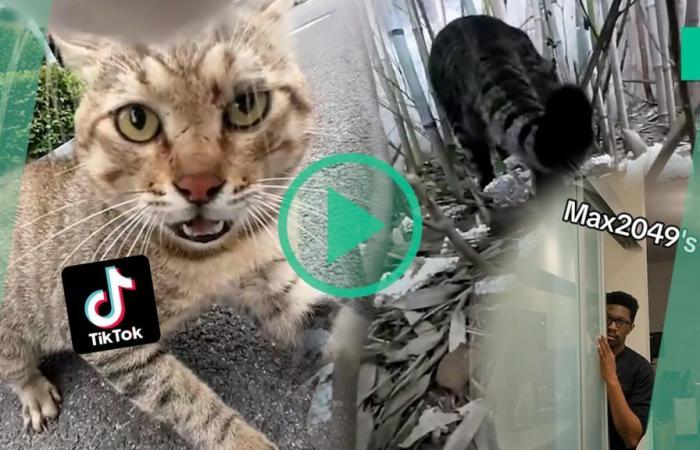 En TikTok, este gato con cámara incorporada es el terror de su barrio