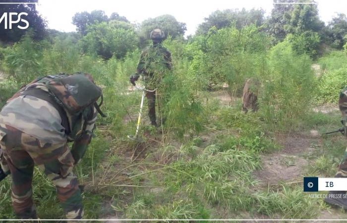 Más de 50 hectáreas de campos de cáñamo indio destruidos en Sindian (nota de prensa) – Agencia de Prensa Senegalesa