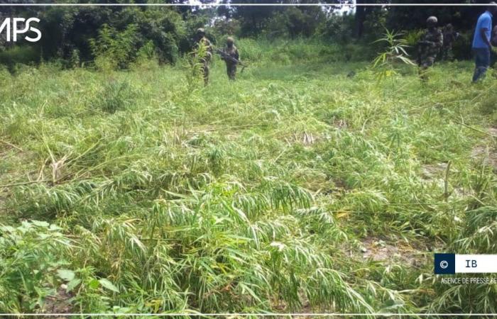 Más de 50 hectáreas de campos de cáñamo indio destruidos en Sindian (nota de prensa) – Agencia de Prensa Senegalesa