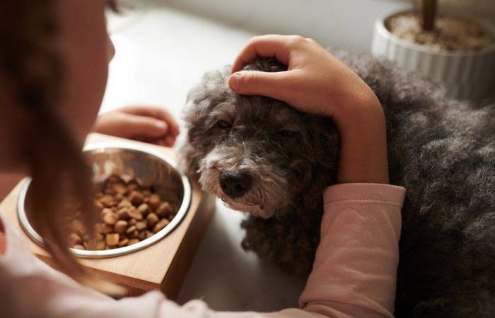 12% de descuento inmediato en octubre para mimar a tu mascota