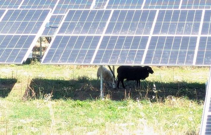 Proyecto de parque solar entre Caen y Lisieux: inicio de una investigación pública