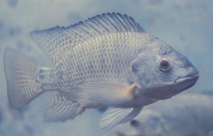 Tratar heridas y quemaduras con piel de pescado.