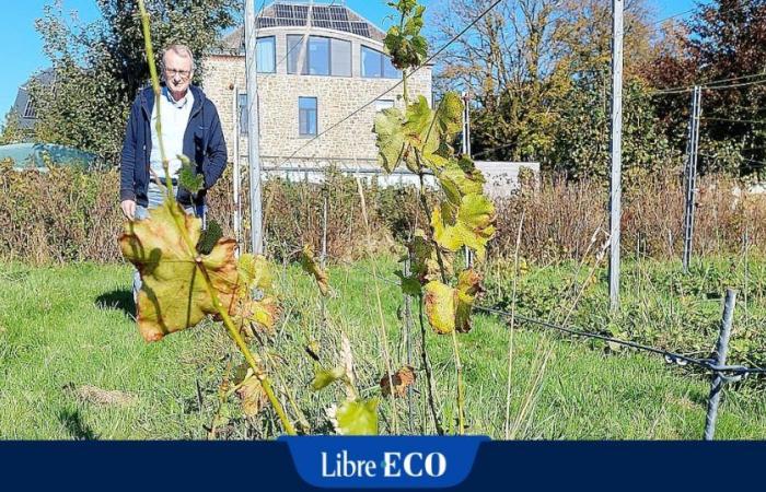 ¿El tiempo, un aguafiestas para los viticultores belgas? “Aún no he cosechado ni una sola uva”.