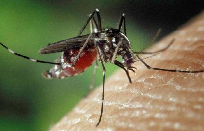 El mosquito tigre ha colonizado una nueva ciudad en Sarthe