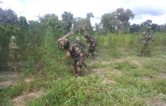 50 hectáreas de campos de cáñamo indios valoradas en 2.000 millones de dólares destruidas por el ejército