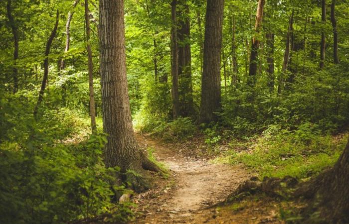 un paseo guiado para descubrir los secretos de este entorno forestal