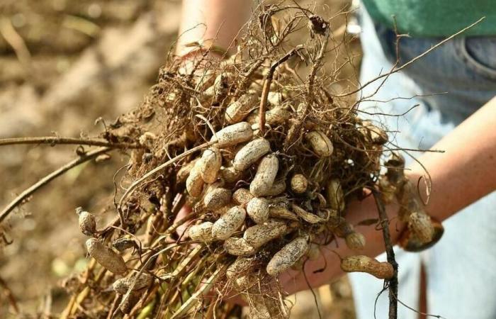 Los agricultores cultivan maní en las Landas.