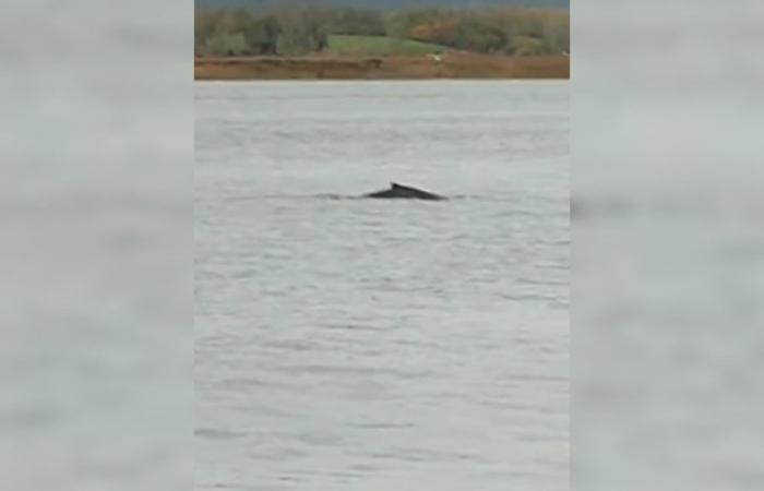 Un cetáceo, probablemente una ballena jorobada, visto en el estuario del Sena.