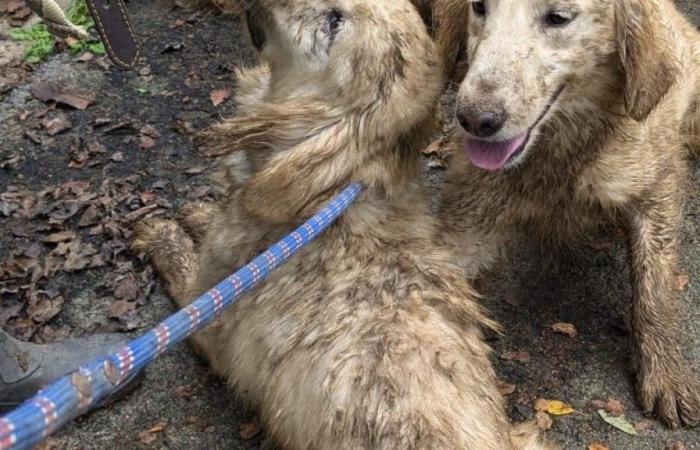 En Morbihan, 72 perros maltratados rescatados de criadores ilegales