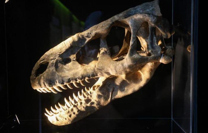 ¿El petróleo realmente surgió de la descomposición de los dinosaurios?