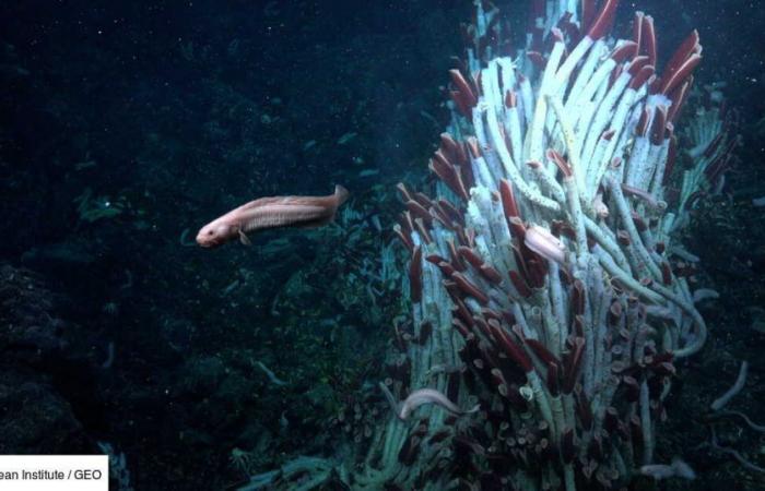 Gusanos gigantes pululan bajo la corteza terrestre, en las profundidades del océano