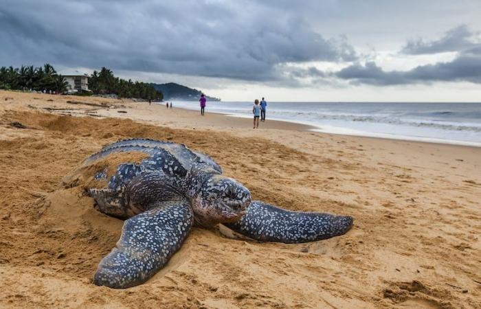 Guyana, esta Amazonia francesa poco conocida