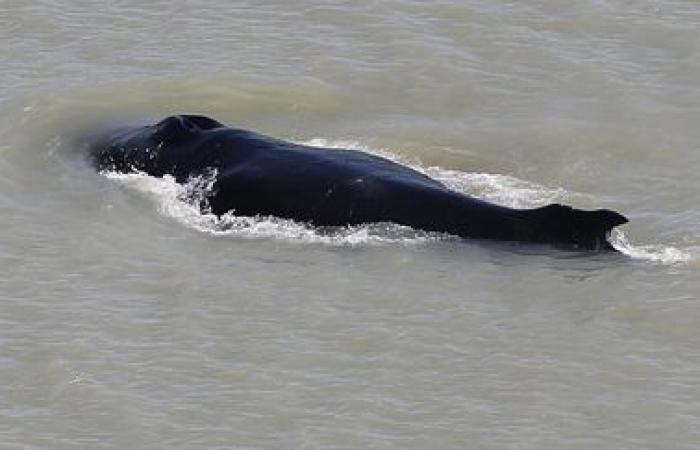 Una ballena avistada en el Sena