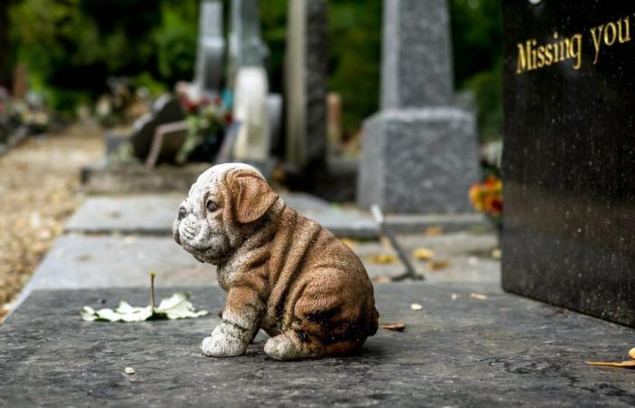 Se abrirá un primer cementerio de animales en Isère en 2025