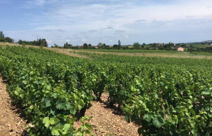 ¡Los vinos de Saboya quieren revelarse al público!