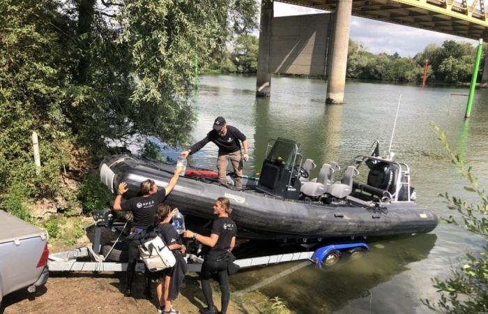 Sea Shepherd realizará una investigación para encontrar la ballena jorobada en el Sena