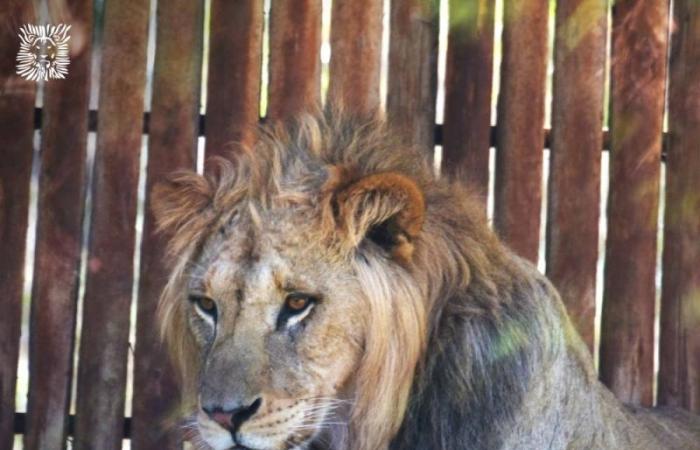 Inédito: Un cachorro de león del Atlas por descubrir en el zoo de Rabat