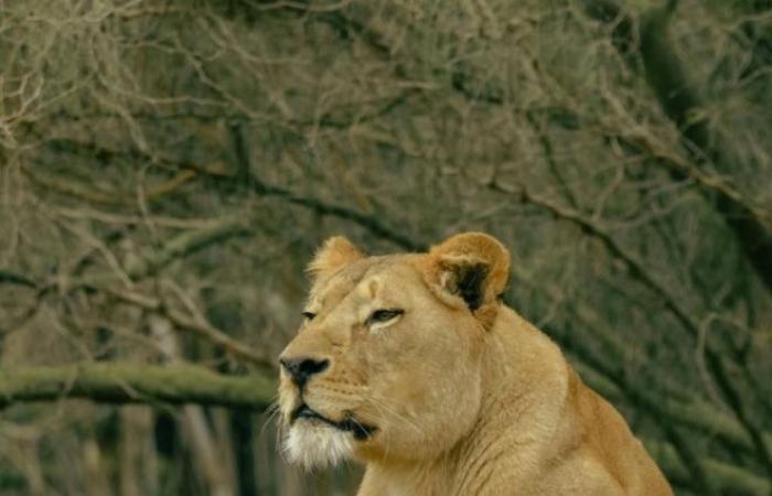 Inédito: Un cachorro de león del Atlas por descubrir en el zoo de Rabat