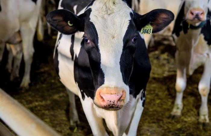 Estudio sobre residuos | La pérdida de leche en Quebec es “mínima”, según la UPA