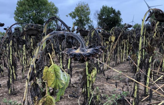 Una cosecha catastrófica para los girasoles.