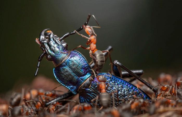 las fotos de naturaleza más bellas y premiadas