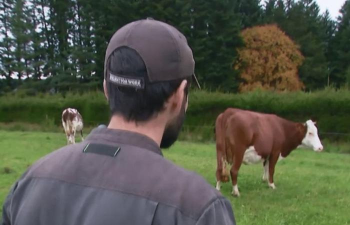 Un criador ve a sus vacas arrastradas por el agua.