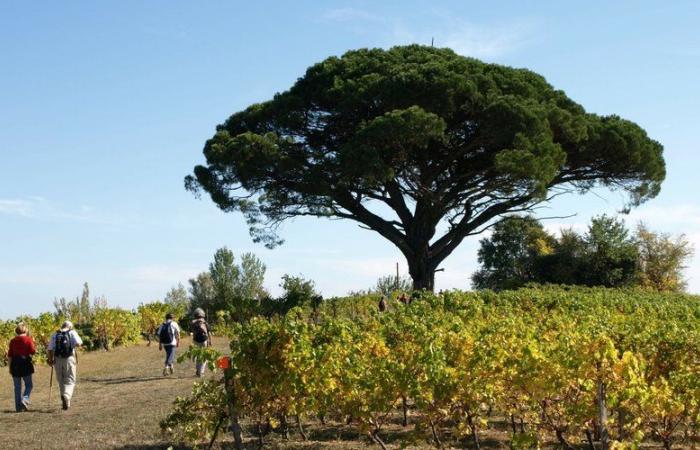 Rotary Gaillac-St-Michel: una marcha contra la polio