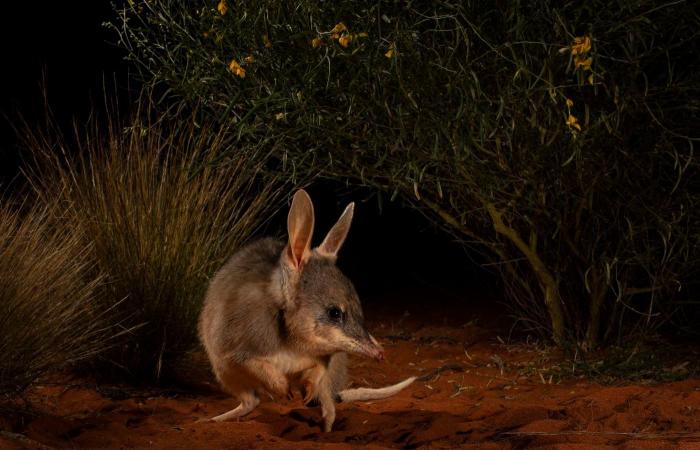 las fotos de naturaleza más bellas y premiadas