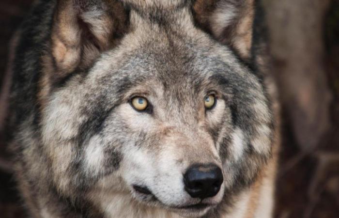 Alta Saboya: 450 víctimas de lobos contabilizadas desde principios de año