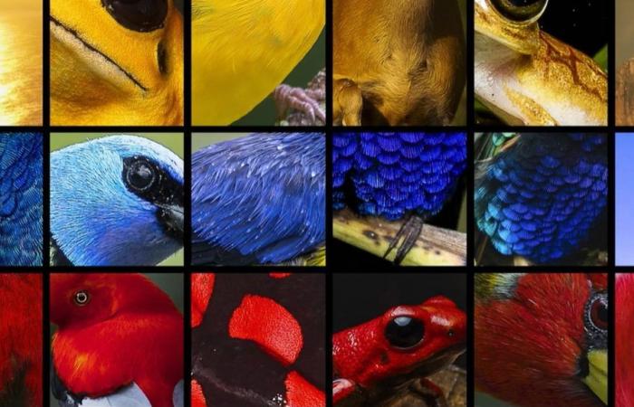 aves, ballenas y jaguares se unieron para cantar el himno de Colombia en la COP16