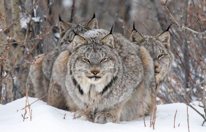 las fotos de naturaleza más bellas y premiadas