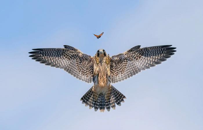 las fotos de naturaleza más bellas y premiadas