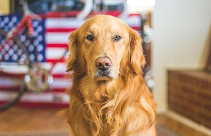 Le gana la lotería, su pareja exige 10.000 euros por su perro