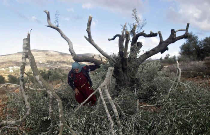 Mujer palestina asesinada a tiros mientras cosechaba aceitunas