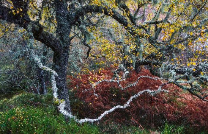 las fotos de naturaleza más bellas y premiadas