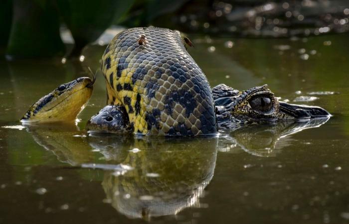 las fotos de naturaleza más bellas y premiadas