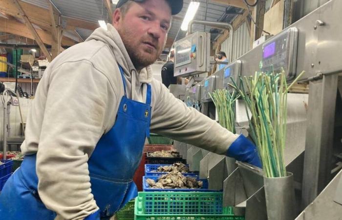 En el Canal de la Mancha, el cultivo de ostras es lento antes de Navidad