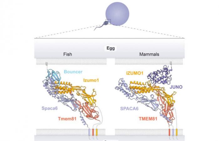 Detalles moleculares de la conexión óvulo-esperma revelados gracias a la IA