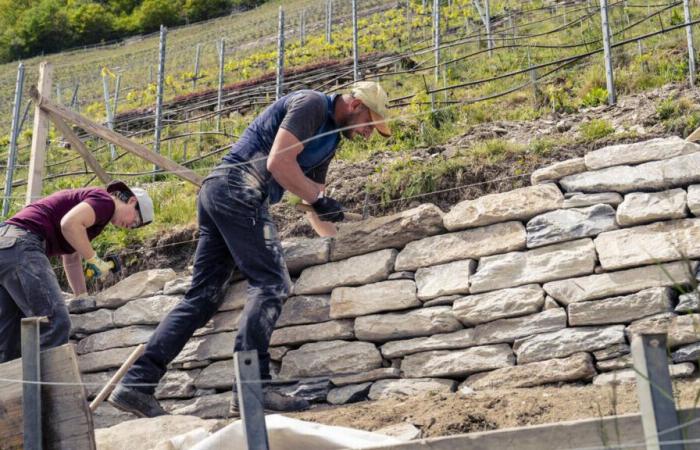 En Valais, los muros de piedra seca son aliados imprescindibles de la vid