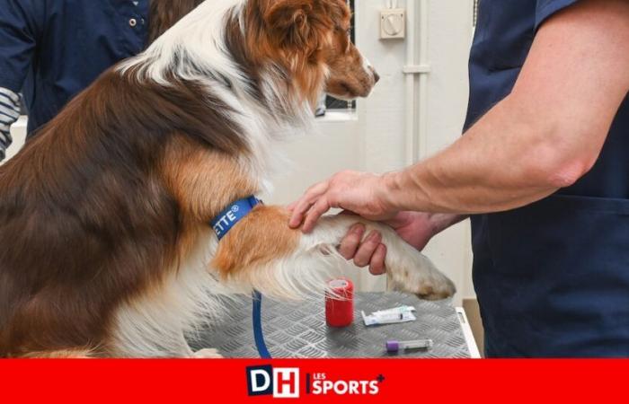 Los veterinarios se han encarecido, a su pesar: “Nos las arreglamos para salir adelante pero no ganamos una fortuna”