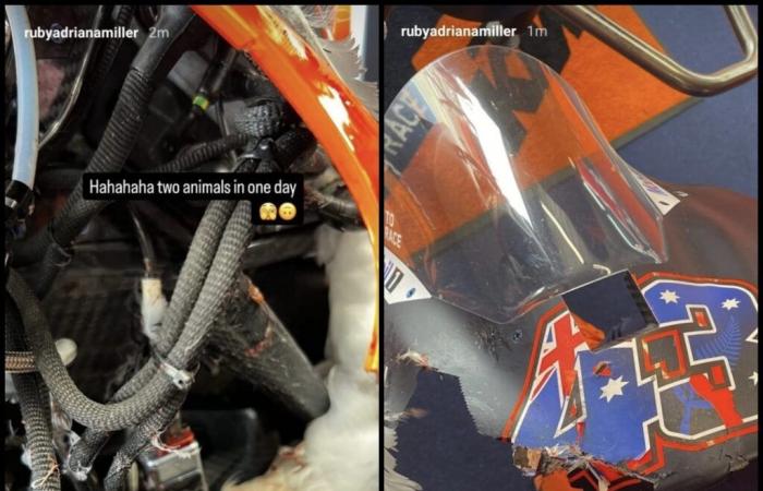 MotoGP, Australia J2, Jack Miller (KTM/Q16-S Ab): “Atropellé a un conejo y corrí con una gaviota en el manillar”