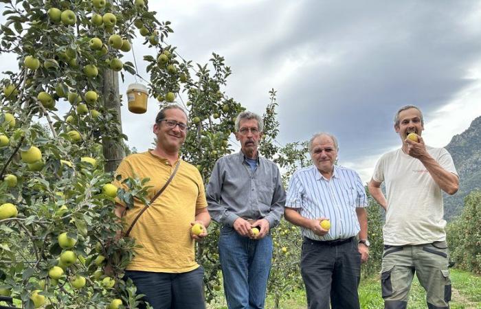 “Sí, todavía habrá manzanas pero muchas menos que antes”: la 41ª fiesta del Valle del Rotjà se reinventa pero sigue apegada a sus valores