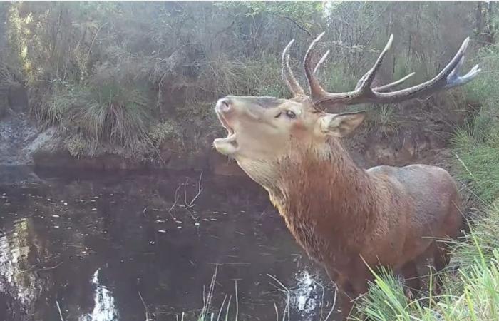 Algunos consejos para escuchar el bramido de los ciervos en el bosque de las Landas