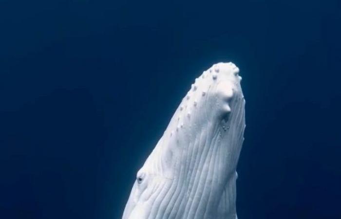 Una cría jorobada blanca muy rara filmada en el Pacífico, dicen los fotógrafos